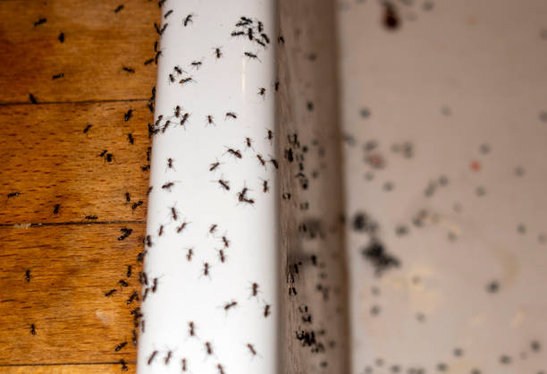 Pest Control Cost in Hugo, OK