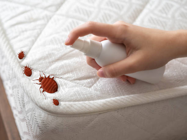 Best Affordable Pest Control Services  in Hugo, OK