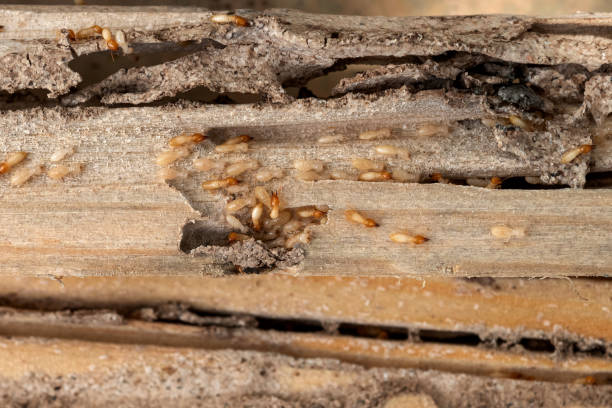 Best Commercial Pest Control Services  in Hugo, OK