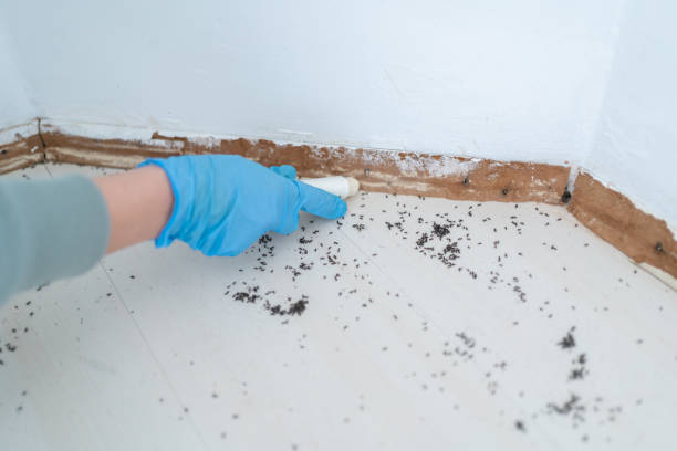 Best Insect Control  in Hugo, OK